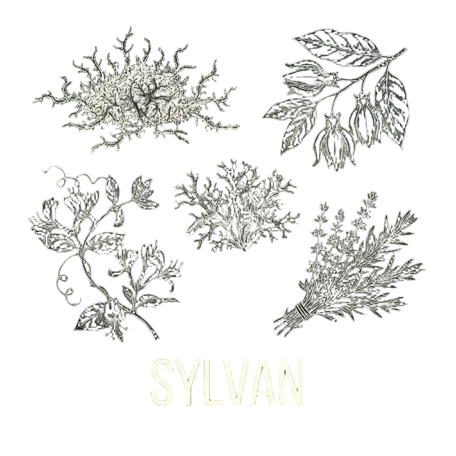 Sylvan