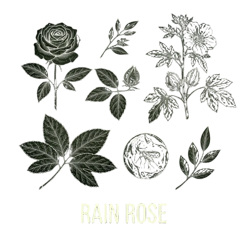 Rain Rose｜雨中玫瑰